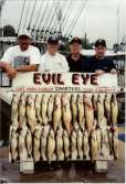 Four guys stand on the dock with a limit of 30 walleyes.
