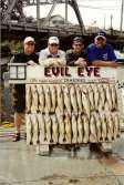 Four men proudly display their limit of 30 walleye back at the dock.